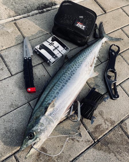 湾奥コスモへイルカ再び。青牙60cm。。