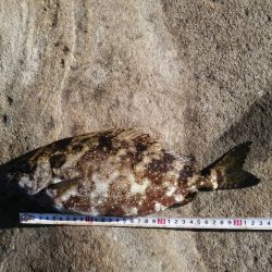 まだまだ秋グレ