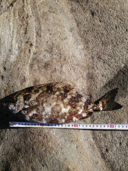 まだまだ秋グレ