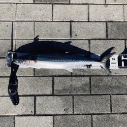 昨日からバラし病。。何とか青牙56cm。