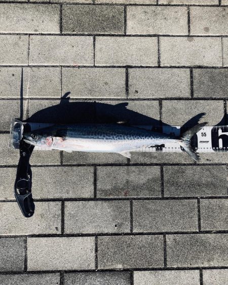 昨日からバラし病。。何とか青牙56cm。