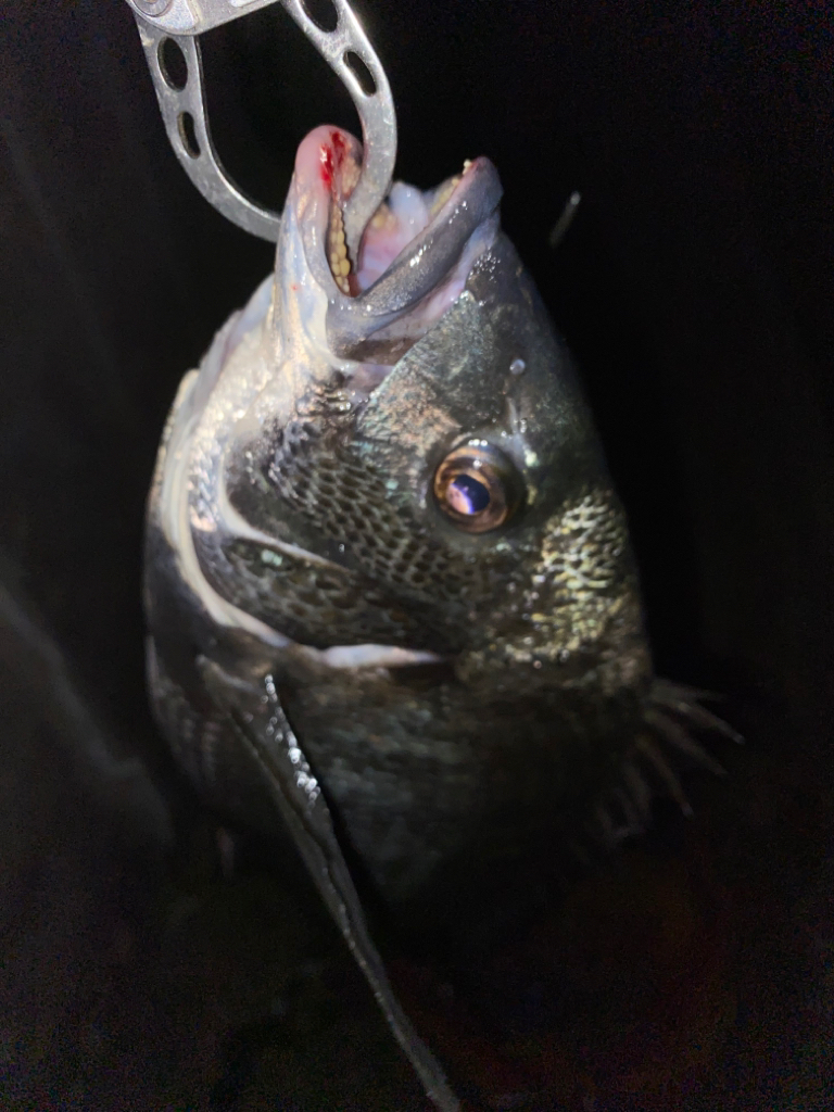 ヘチってきました