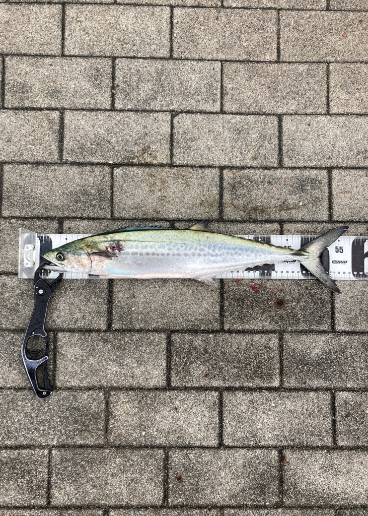 湾奥コスモ粘り。青牙マルチ。。