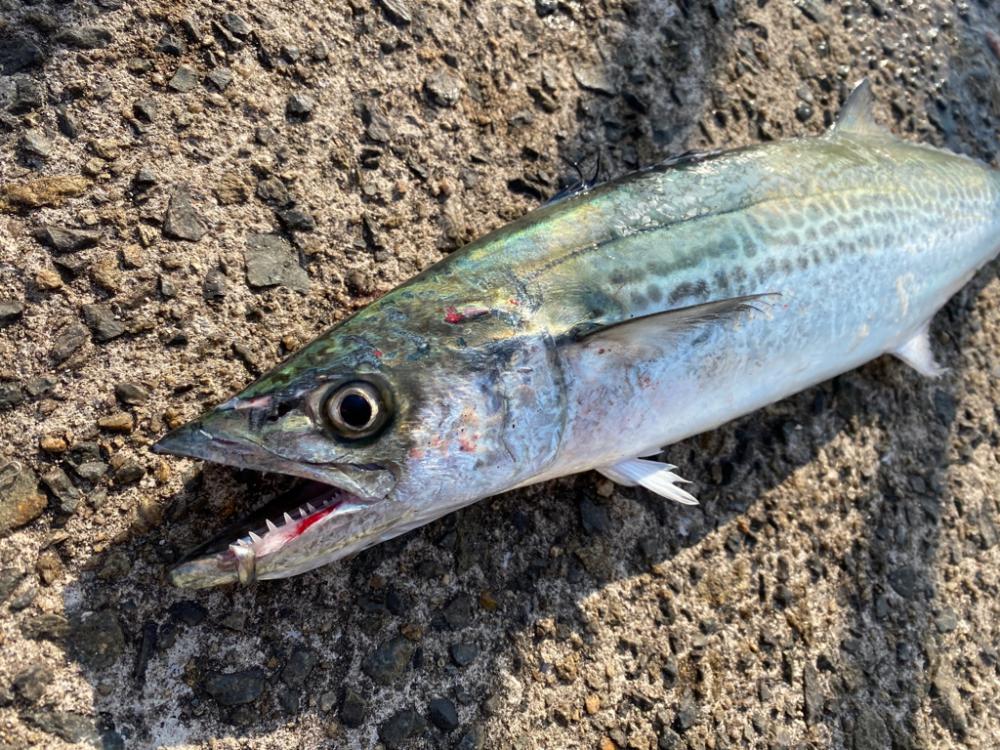 鰤族釣りのはずが