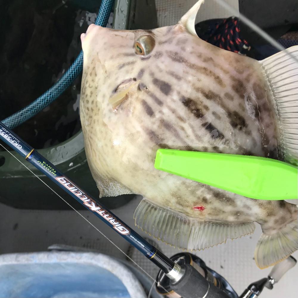 一つテンヤカワハギ祭りw