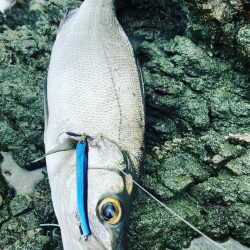 ヒラスズキ釣行