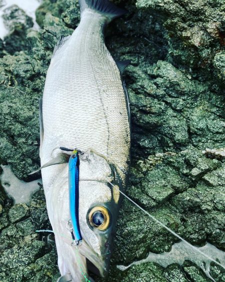 ヒラスズキ釣行