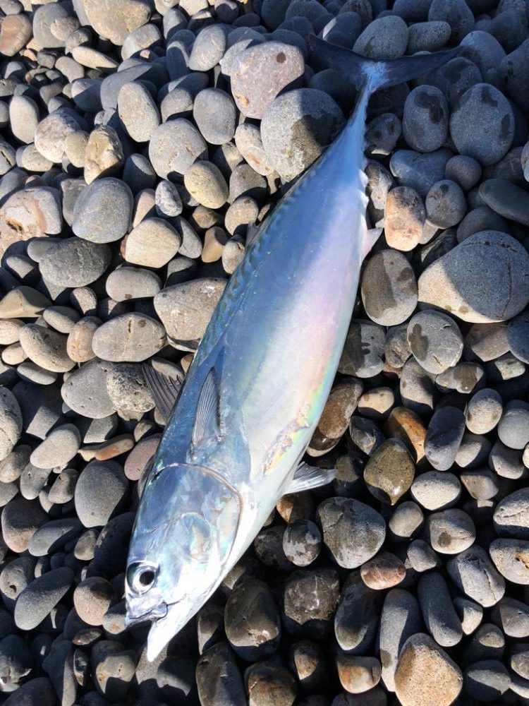 再び遠投カゴ釣り