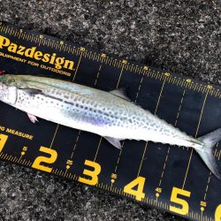 キャスティングゲームで