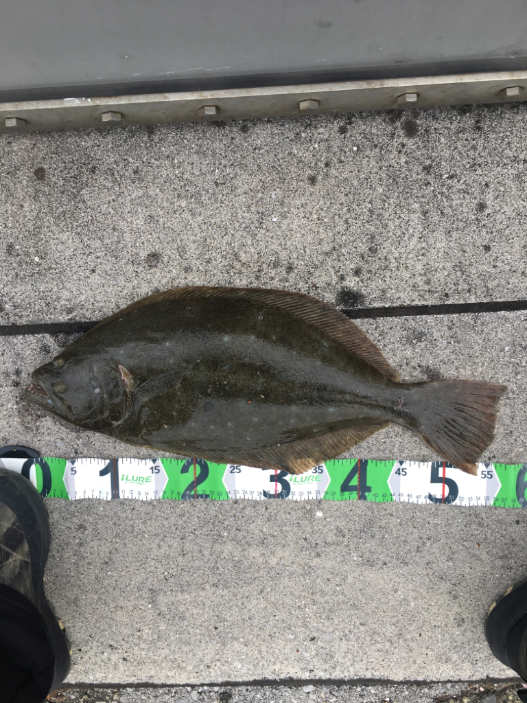 ソルトルアーでヒラメをゲット