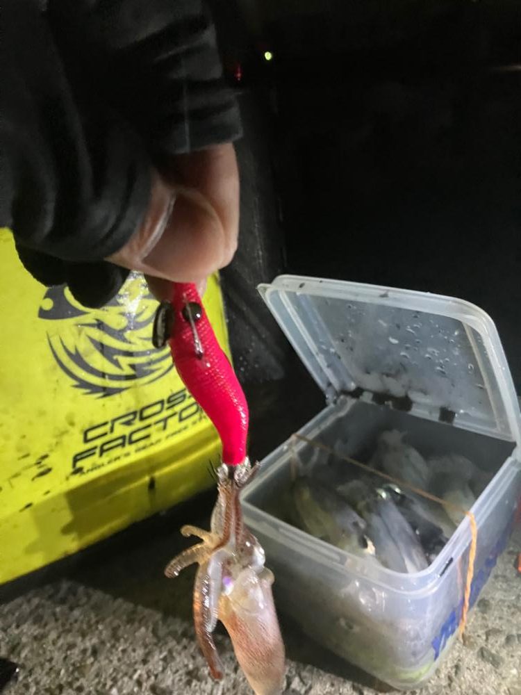 ヒイカはタイミング？(^.^)