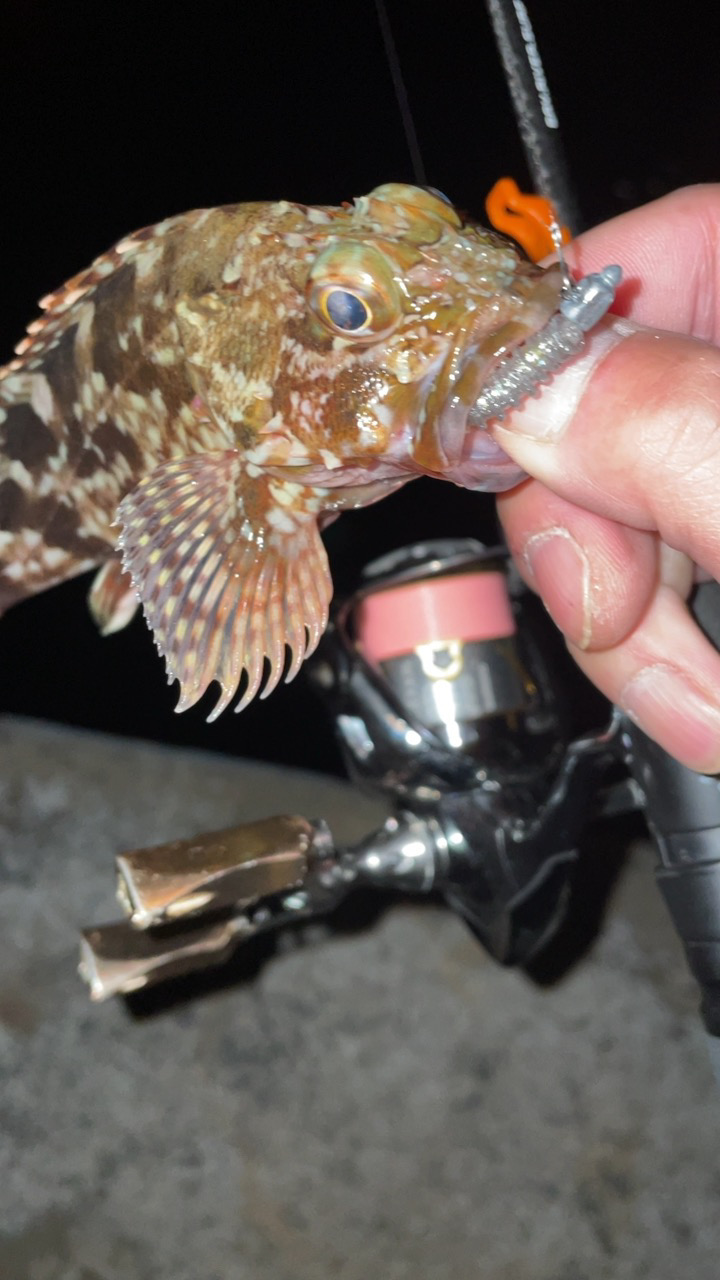 入れ食い短時間釣行