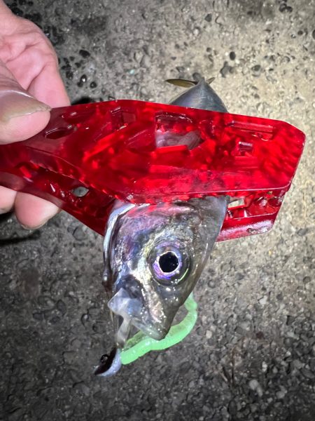 鯵を探して三千里Vel.14