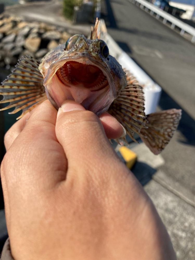 初シーバスキャッチ!