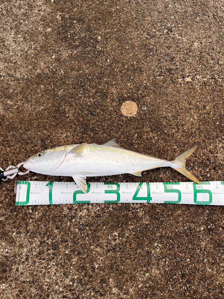 ロックフィッシュ&ショアジギング