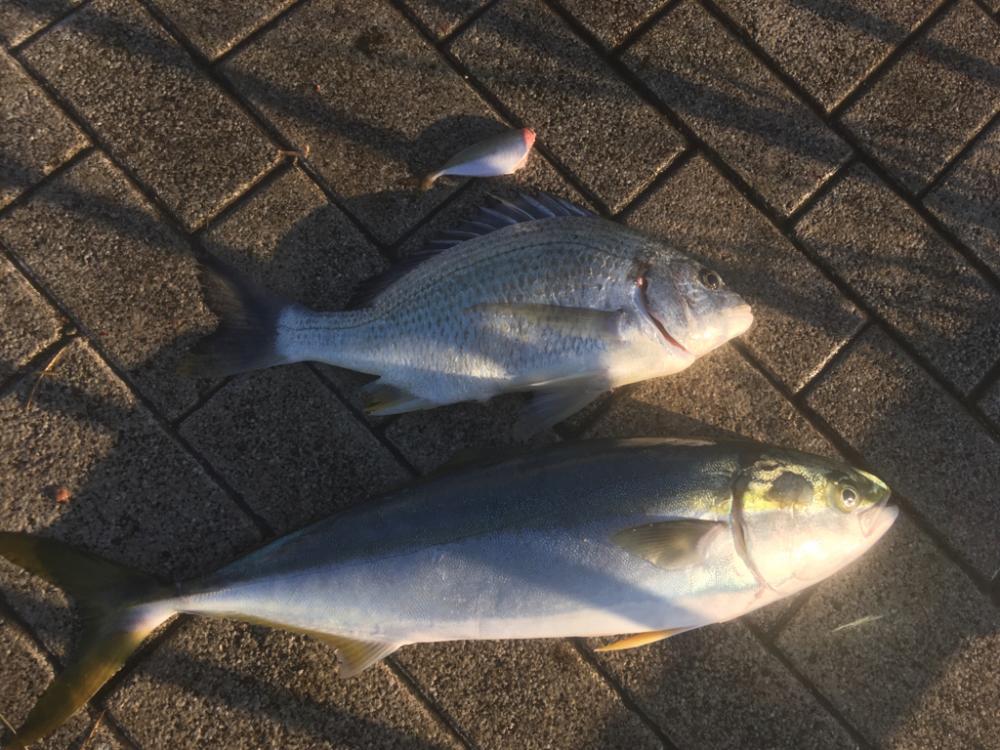 ノマセでキビレとメジロ