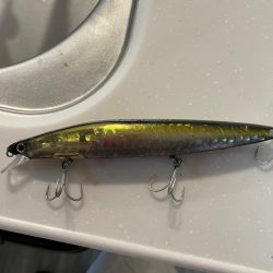 ボウズ逃れのサゴシ