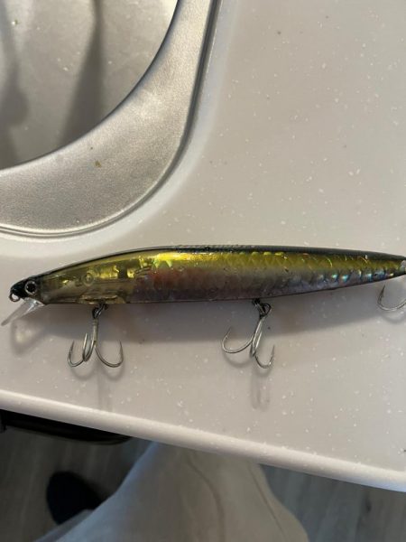 ボウズ逃れのサゴシ