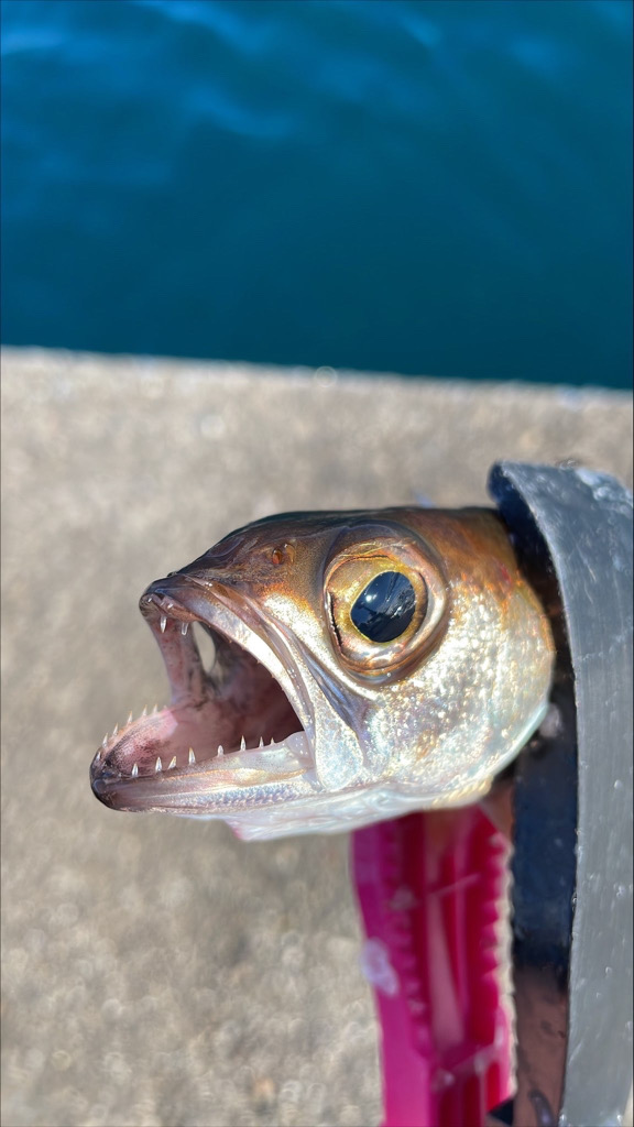 前回に続き尺アジゲット