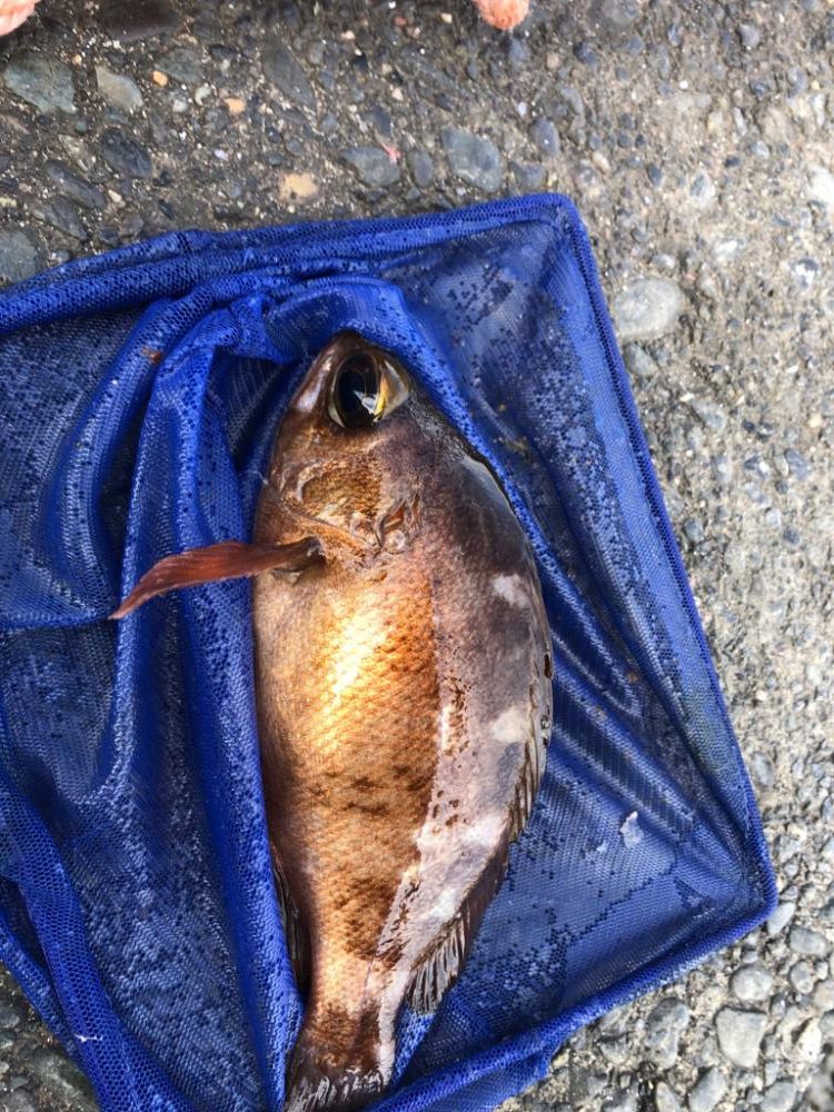 中アジ17匹含め65匹と好調!