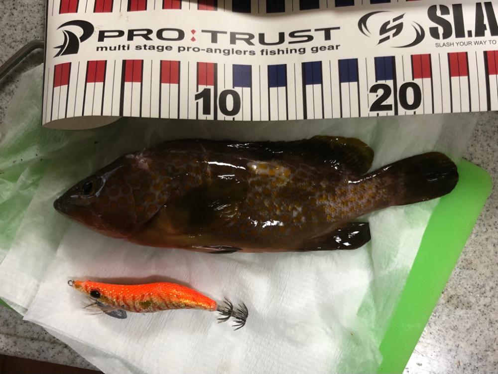 また魚? じゃなかった!