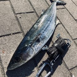 1日休み。青牙54センチ。。