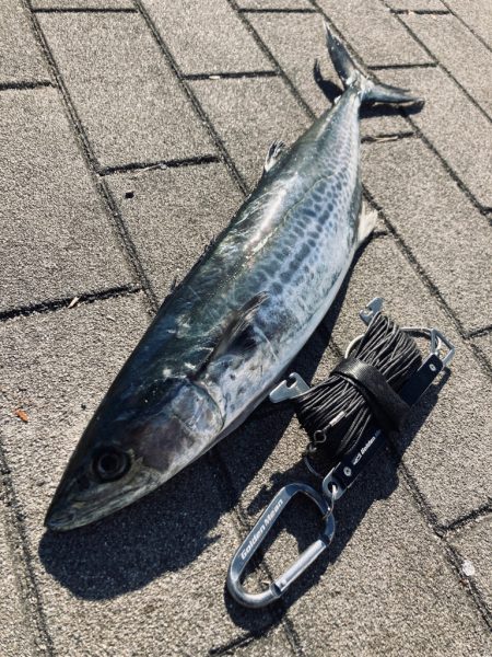 1日休み。青牙54センチ。。