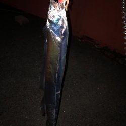 ショアから太刀魚