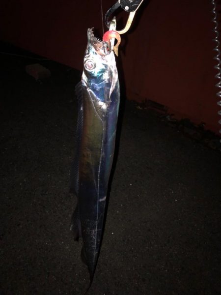 ショアから太刀魚