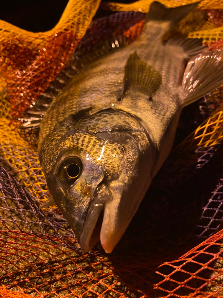 ヘチってきました