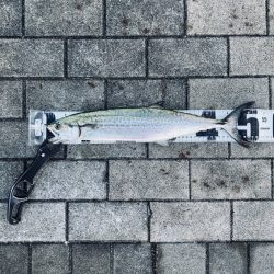 爆混み湾奥コスモ。何とか青牙53cm。。