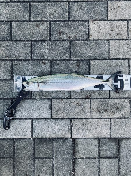 爆混み湾奥コスモ。何とか青牙53cm。。