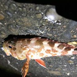 アオリ不調のため小魚で。