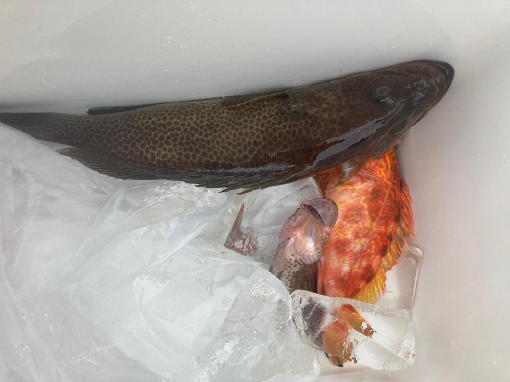 五目タイラバからのティップラン