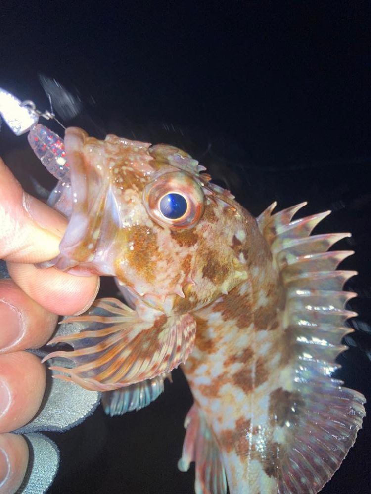 2022ライトゲーム最終戦（第48戦）