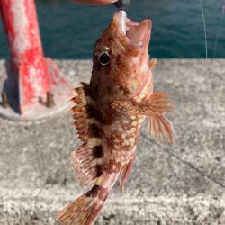 新兵器投入&釣り納め