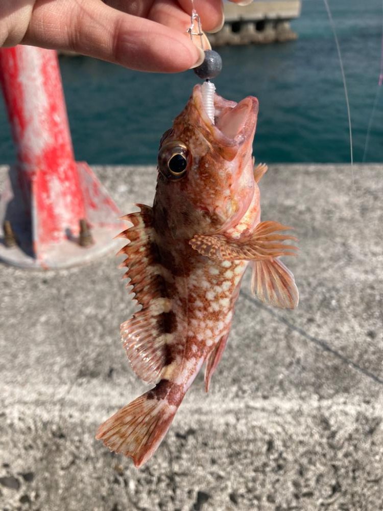 新兵器投入&釣り納め