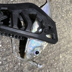 鯵を探して三千里Ver.8 小島漁港