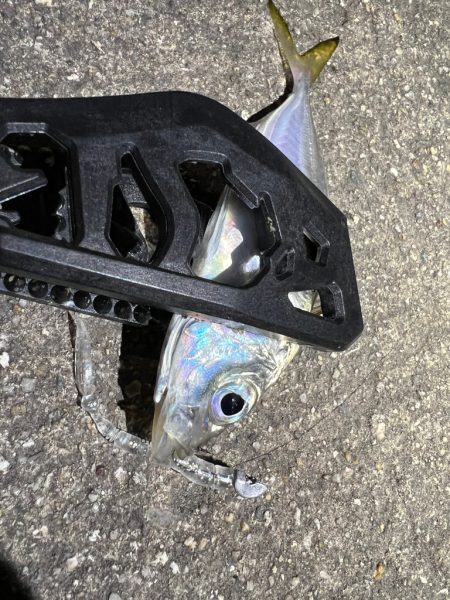 鯵を探して三千里Ver.8 小島漁港