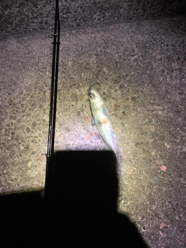 ラスト大サバ？