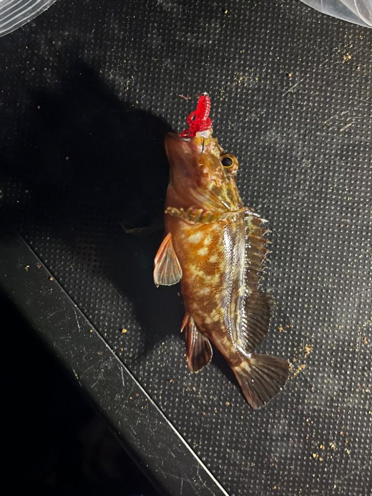 四日市ライトゲーム