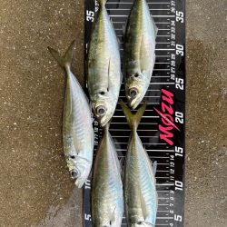 朝マズメチャレンジ