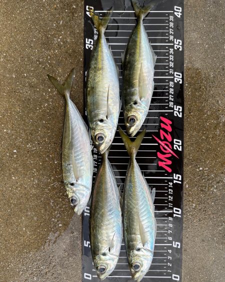 朝マズメチャレンジ