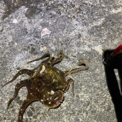 タコ釣り