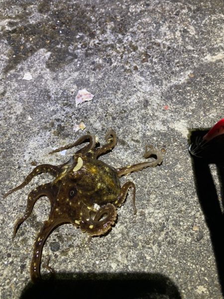 タコ釣り