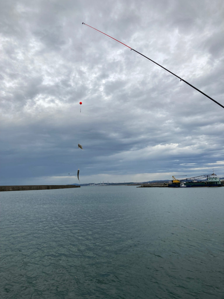 シーズン締めはサビキ釣り
