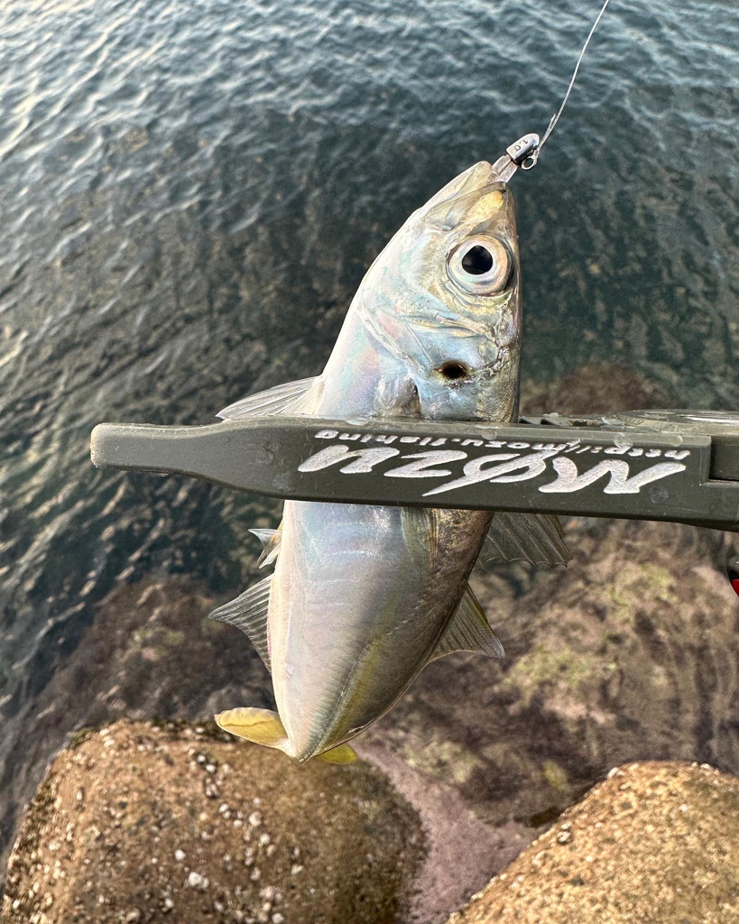 朝マズメチャレンジ