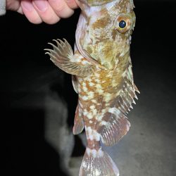 ライトゲームでアナゴ