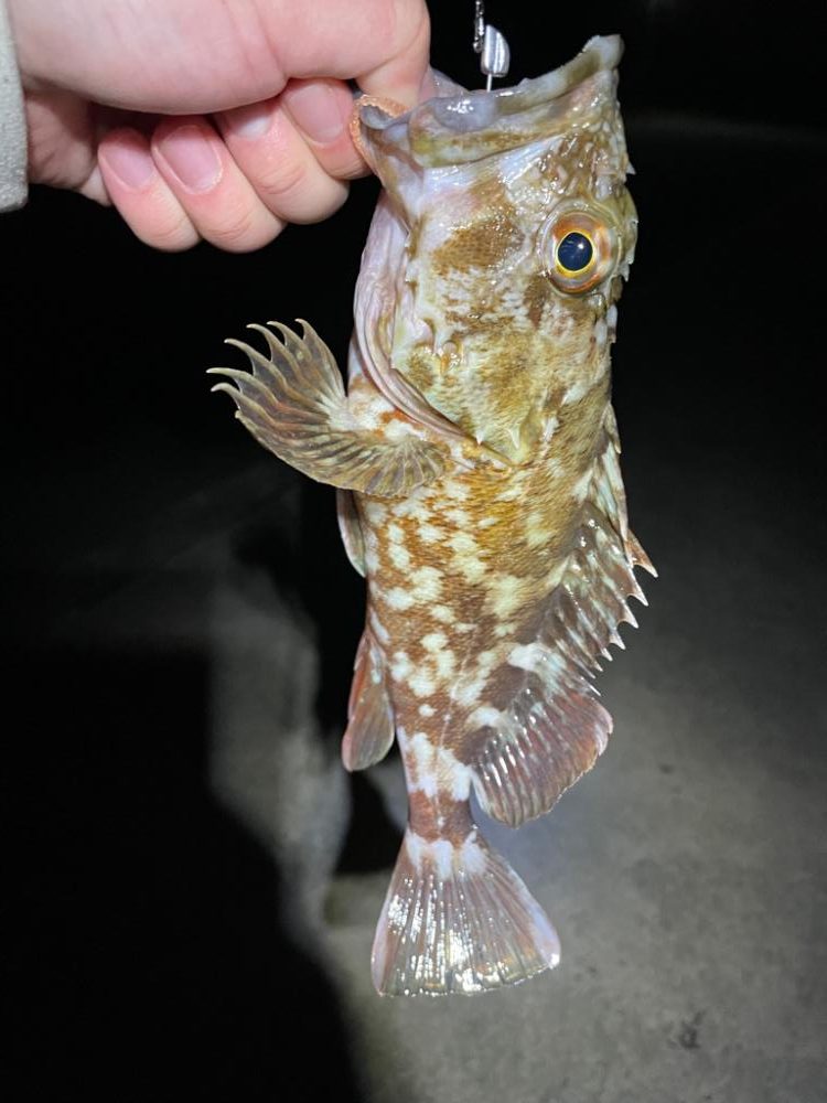 ライトゲームでアナゴ