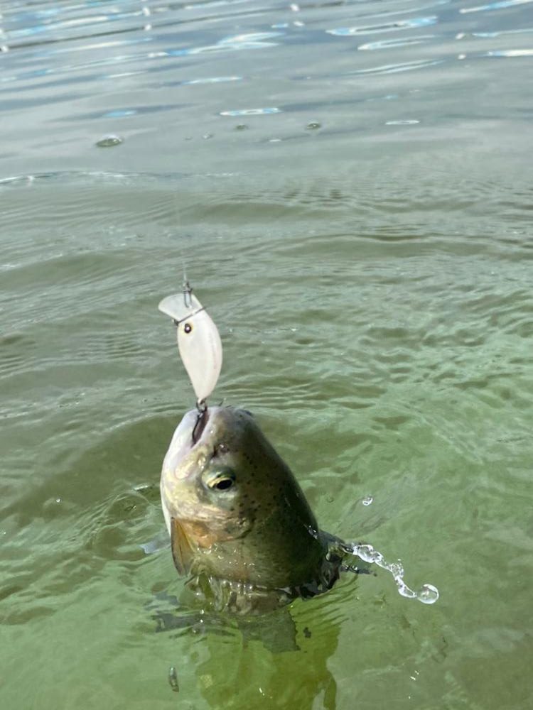 午後からかめプー　爆釣